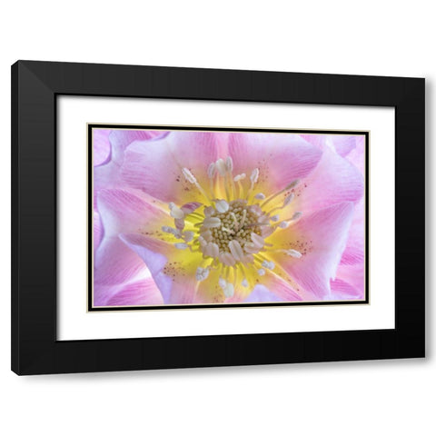Washington State-Seabeck Hellebore blossom close-up Black Modern Wood Framed Art Print with Double Matting by Jaynes Gallery