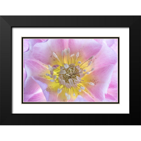 Washington State-Seabeck Hellebore blossom close-up Black Modern Wood Framed Art Print with Double Matting by Jaynes Gallery
