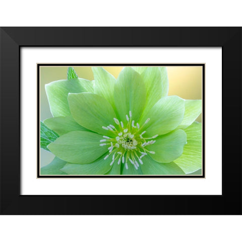 Washington State-Seabeck Helleborus jade tiger flower close-up Black Modern Wood Framed Art Print with Double Matting by Jaynes Gallery