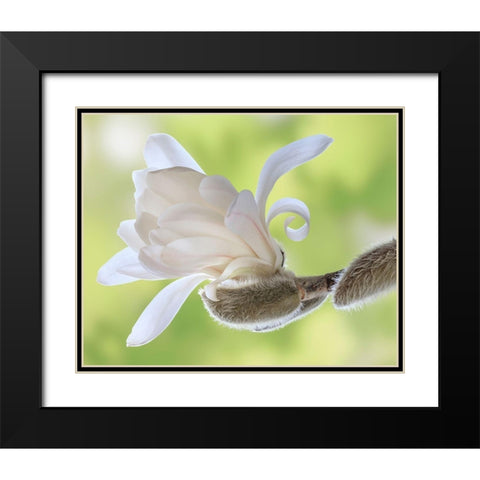Washington State-Seabeck Close-up of tulip magnolia blossom emerging from bud Black Modern Wood Framed Art Print with Double Matting by Jaynes Gallery
