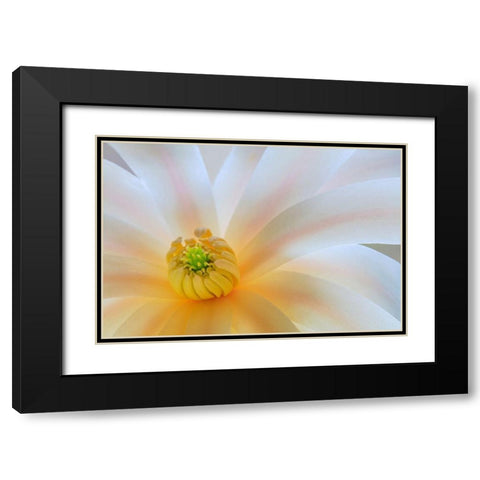 Washington State-Seabeck Close-up of tulip magnolia blossom Black Modern Wood Framed Art Print with Double Matting by Jaynes Gallery
