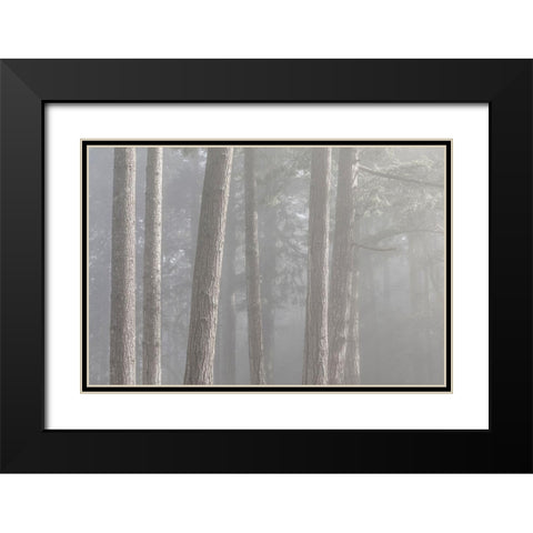 Washington State-Seabeck Forest fog in Scenic Beach State Park Black Modern Wood Framed Art Print with Double Matting by Jaynes Gallery