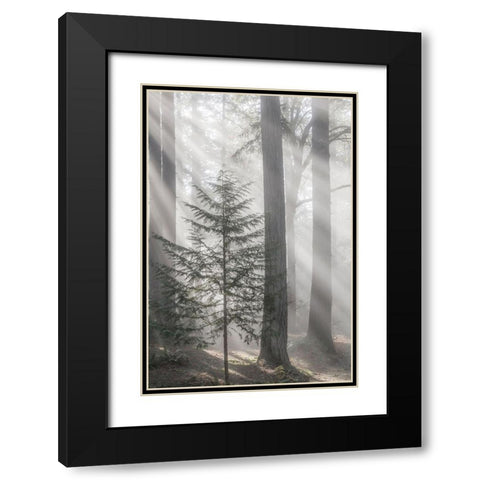 Washington State-Seabeck God rays and fog in forest Black Modern Wood Framed Art Print with Double Matting by Jaynes Gallery