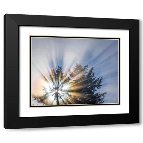 Washington State-Seabeck Morning sunburst in tree Black Modern Wood Framed Art Print with Double Matting by Jaynes Gallery