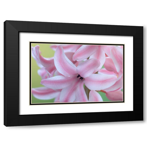 Washington State-Seabeck Detail of hyacinth blossoms Black Modern Wood Framed Art Print with Double Matting by Jaynes Gallery