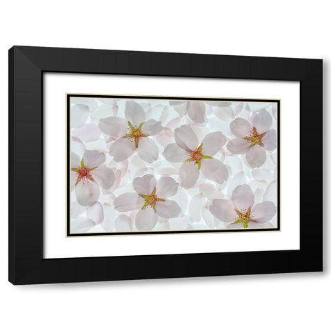 Washington State-Seabeck Montage of flowering cherry blossoms Black Modern Wood Framed Art Print with Double Matting by Jaynes Gallery