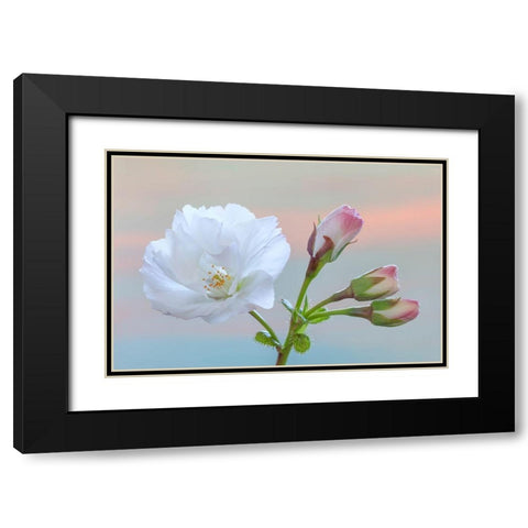 Washington State-Seabeck Flowering cherry blossom and buds Black Modern Wood Framed Art Print with Double Matting by Jaynes Gallery