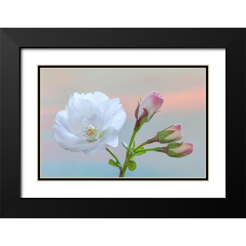 Washington State-Seabeck Flowering cherry blossom and buds Black Modern Wood Framed Art Print with Double Matting by Jaynes Gallery