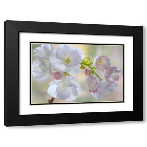Washington State-Seabeck Flowering cherry blossoms Black Modern Wood Framed Art Print with Double Matting by Jaynes Gallery