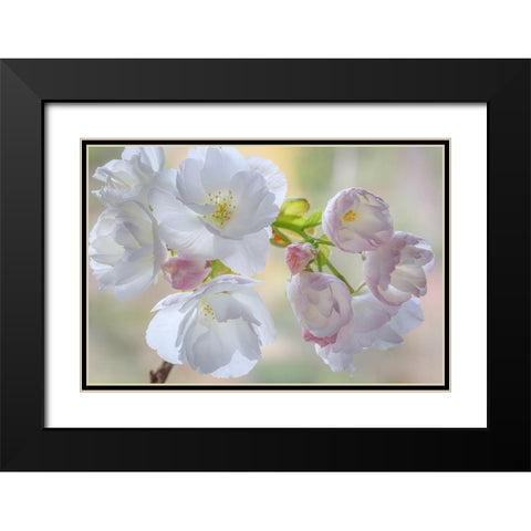 Washington State-Seabeck Flowering cherry blossoms Black Modern Wood Framed Art Print with Double Matting by Jaynes Gallery