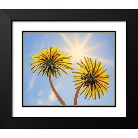 Washington State-Seabeck Dandelion blossoms and sunburst Black Modern Wood Framed Art Print with Double Matting by Jaynes Gallery