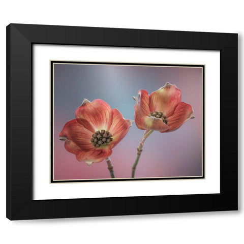 Washington State-Seabeck Close-up of dogwood blossoms Black Modern Wood Framed Art Print with Double Matting by Jaynes Gallery