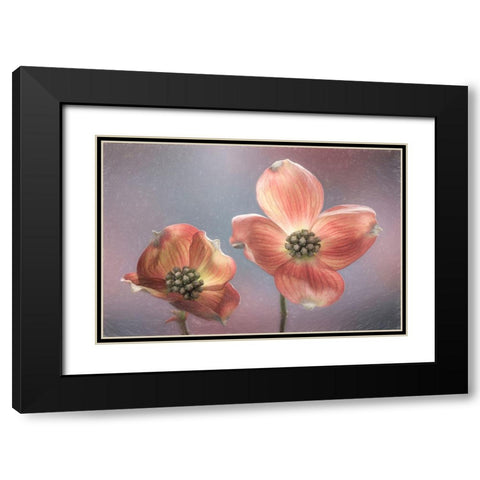 Washington State-Seabeck Close-up of dogwood blossoms Black Modern Wood Framed Art Print with Double Matting by Jaynes Gallery