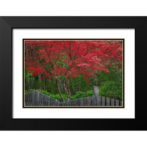 Washington State-Seabeck Blooming Japanese maple tree and fence Black Modern Wood Framed Art Print with Double Matting by Jaynes Gallery