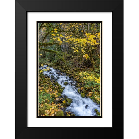 USA-Washington State-Olympic National Park Creek rapids and forest in autumn Black Modern Wood Framed Art Print with Double Matting by Jaynes Gallery