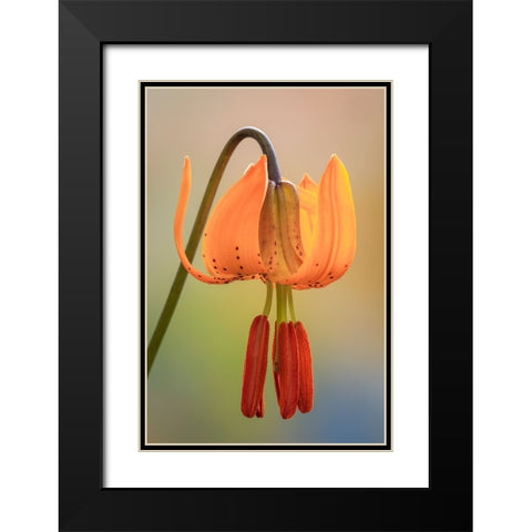 USA-Washington-Dewatto Tiger lily flower close-up Black Modern Wood Framed Art Print with Double Matting by Jaynes Gallery