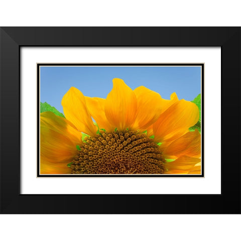 USA-Washington State-Seabeck Sunflower blossom close-up Black Modern Wood Framed Art Print with Double Matting by Jaynes Gallery