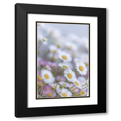 USA-Washington State-Seabeck Santa Barbara daisies Black Modern Wood Framed Art Print with Double Matting by Jaynes Gallery