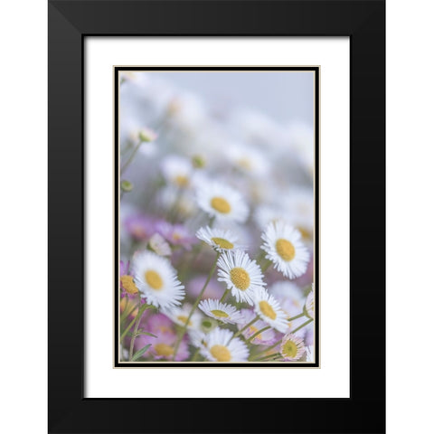 USA-Washington State-Seabeck Santa Barbara daisies Black Modern Wood Framed Art Print with Double Matting by Jaynes Gallery