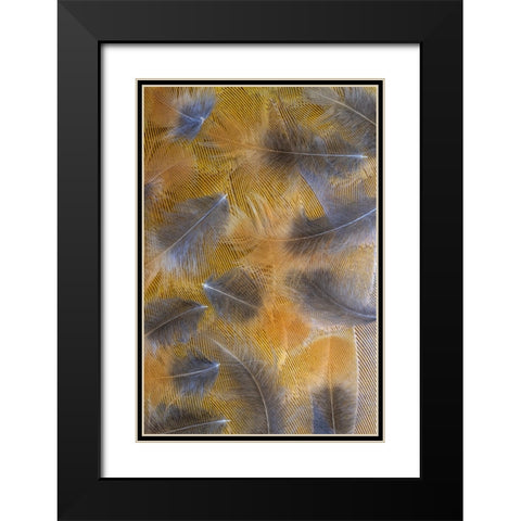 USA-Washington State-Seabeck Pattern of downy feathers Black Modern Wood Framed Art Print with Double Matting by Jaynes Gallery