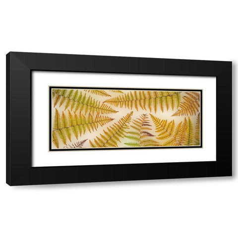 USA-Washington State-Seabeck Panoramic of bracken fern pattern Black Modern Wood Framed Art Print with Double Matting by Jaynes Gallery