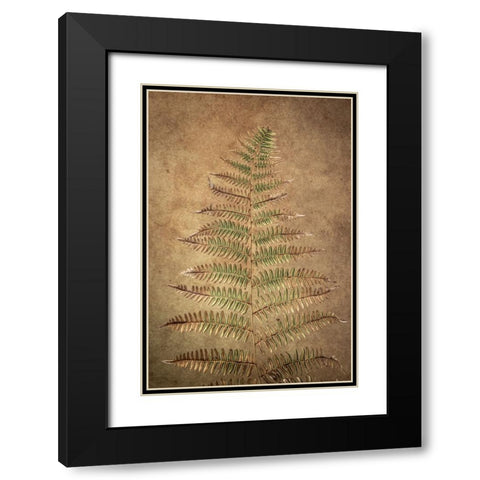 USA-Washington State-Seabeck Close-up of bracken fern pattern Black Modern Wood Framed Art Print with Double Matting by Jaynes Gallery