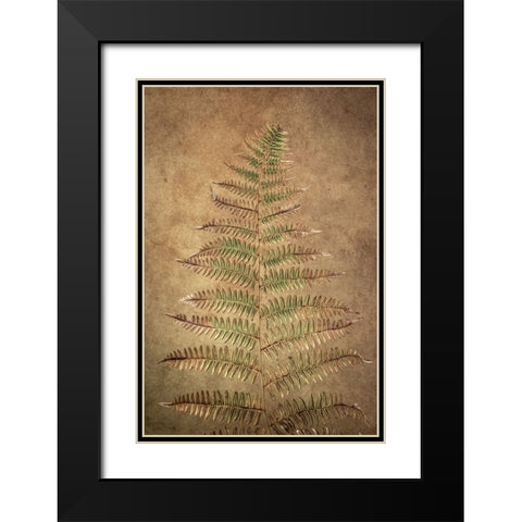 USA-Washington State-Seabeck Close-up of bracken fern pattern Black Modern Wood Framed Art Print with Double Matting by Jaynes Gallery