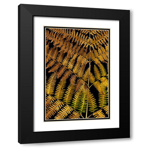 USA-Washington State-Seabeck Close-up of bracken fern pattern Black Modern Wood Framed Art Print with Double Matting by Jaynes Gallery