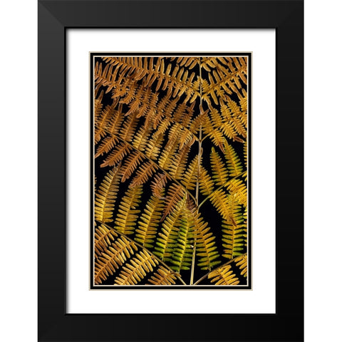 USA-Washington State-Seabeck Close-up of bracken fern pattern Black Modern Wood Framed Art Print with Double Matting by Jaynes Gallery