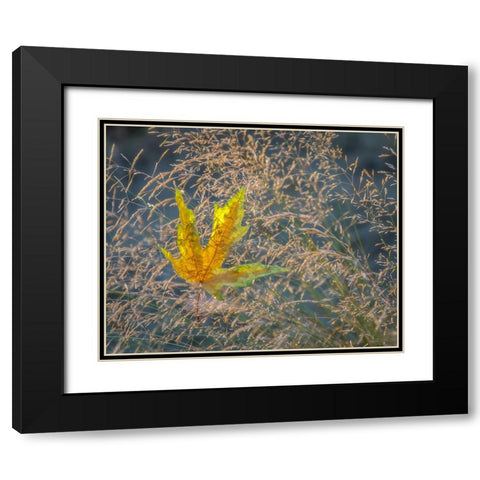 USA-Washington State-Seabeck Autumn bigleaf maple leaf caught in grasses Black Modern Wood Framed Art Print with Double Matting by Jaynes Gallery