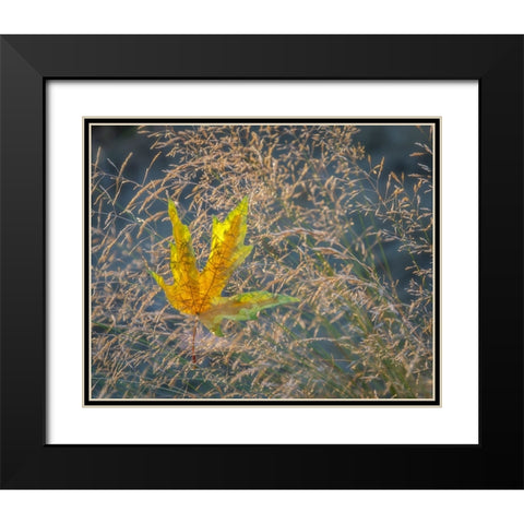 USA-Washington State-Seabeck Autumn bigleaf maple leaf caught in grasses Black Modern Wood Framed Art Print with Double Matting by Jaynes Gallery