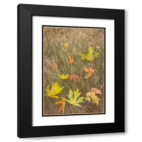 USA-Washington State-Seabeck Autumn bigleaf maple leaves caught in grasses Black Modern Wood Framed Art Print with Double Matting by Jaynes Gallery