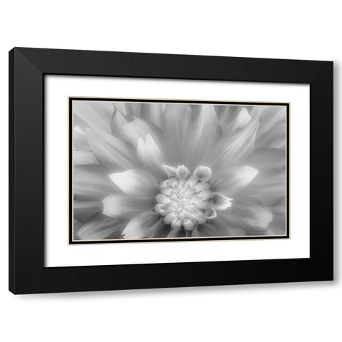 USA-Washington State-Seabeck Dahlia close-up in black and white Black Modern Wood Framed Art Print with Double Matting by Jaynes Gallery
