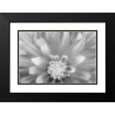 USA-Washington State-Seabeck Dahlia close-up in black and white Black Modern Wood Framed Art Print with Double Matting by Jaynes Gallery