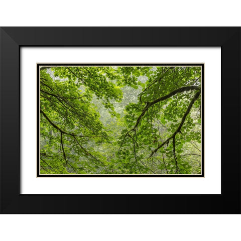 USA-Washington State-Seabeck Bigleaf maple trees in Anderson Landing County Park Black Modern Wood Framed Art Print with Double Matting by Jaynes Gallery