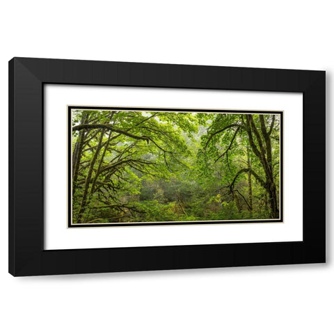 USA-Washington State-Seabeck Bigleaf maple trees in Anderson Landing County Park Black Modern Wood Framed Art Print with Double Matting by Jaynes Gallery