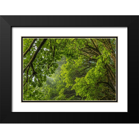 USA-Washington State-Seabeck Bigleaf maple trees in Anderson Landing County Park Black Modern Wood Framed Art Print with Double Matting by Jaynes Gallery