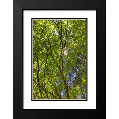 USA-Washington State-Seabeck Bigleaf maple trees in Anderson Landing County Park Black Modern Wood Framed Art Print with Double Matting by Jaynes Gallery