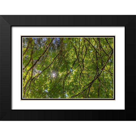 USA-Washington State-Seabeck Bigleaf maple trees in Anderson Landing County Park Black Modern Wood Framed Art Print with Double Matting by Jaynes Gallery