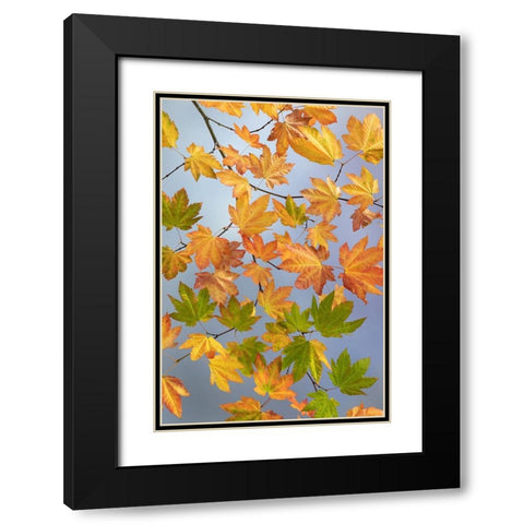USA-Washington State-Seabeck Vine maple branch in autumn Black Modern Wood Framed Art Print with Double Matting by Jaynes Gallery