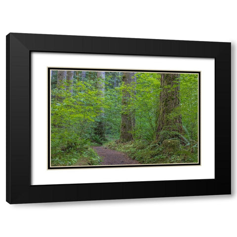 USA-Washington State-Olympic National Forest Ranger Hole Trail through forest Black Modern Wood Framed Art Print with Double Matting by Jaynes Gallery