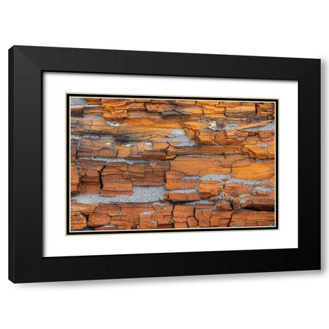 USA-Washington State-Fort Flagler State Park Crumbling driftwood close-up Black Modern Wood Framed Art Print with Double Matting by Jaynes Gallery