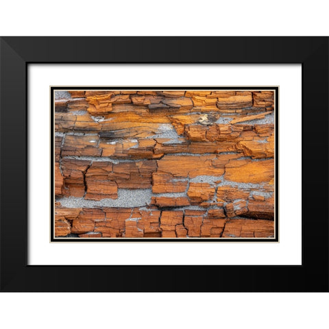 USA-Washington State-Fort Flagler State Park Crumbling driftwood close-up Black Modern Wood Framed Art Print with Double Matting by Jaynes Gallery