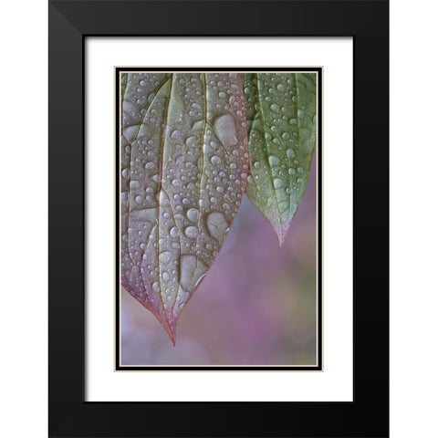 USA-Washington State-Seabeck Raindrops on peony leaves Black Modern Wood Framed Art Print with Double Matting by Jaynes Gallery