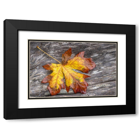 USA-Washington State-Seabeck Bigleaf maple leaf on driftwood Black Modern Wood Framed Art Print with Double Matting by Jaynes Gallery