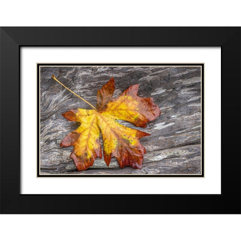 USA-Washington State-Seabeck Bigleaf maple leaf on driftwood Black Modern Wood Framed Art Print with Double Matting by Jaynes Gallery