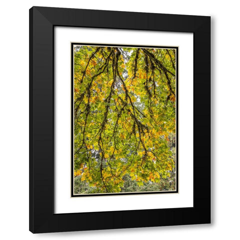 USA-Washington State-Seabeck Looking up at bigleaf maple branches Black Modern Wood Framed Art Print with Double Matting by Jaynes Gallery
