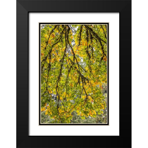 USA-Washington State-Seabeck Looking up at bigleaf maple branches Black Modern Wood Framed Art Print with Double Matting by Jaynes Gallery
