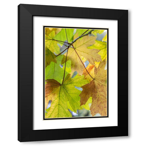 USA-Washington State-Seabeck Bigleaf maple leaves close-up in autumn Black Modern Wood Framed Art Print with Double Matting by Jaynes Gallery