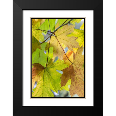 USA-Washington State-Seabeck Bigleaf maple leaves close-up in autumn Black Modern Wood Framed Art Print with Double Matting by Jaynes Gallery